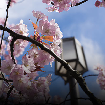 Beautiful closeup of pink cherry blossoms with a lamp post in the background.