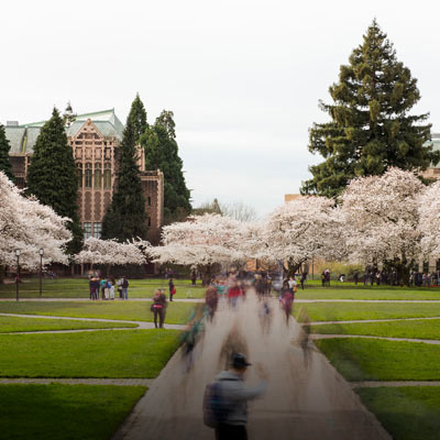 Cherry Blossom treas blooming in The Quad.