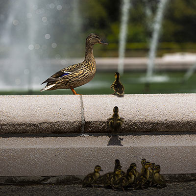 The UW ducks at Drumheller Fountain.
