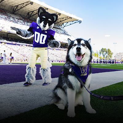 Dubs and Harry the Husky mascots at a football game.