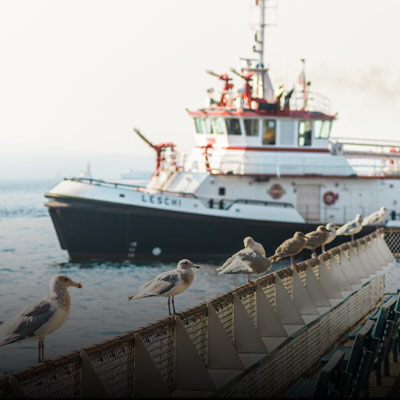 Photo of a boat with sea birds nearby at the Seattle Waterfront