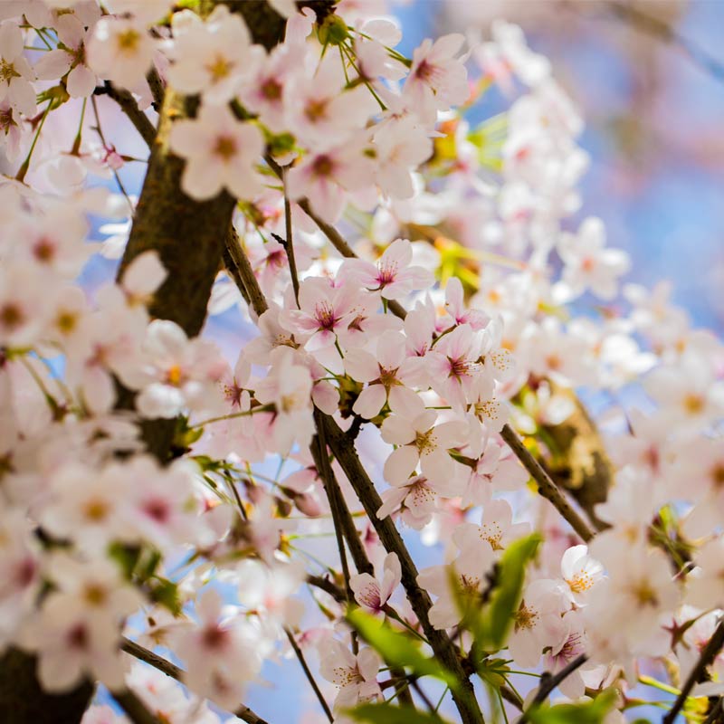 Closeup photo of UW cherry blossoms