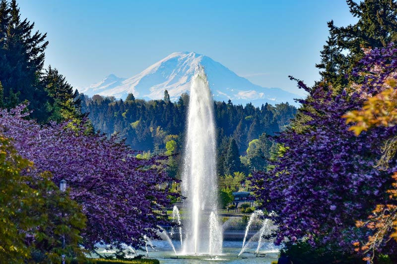 Drumheller Fountain with Mt. Raineer visible in the background, framed with purple and gold foliage.