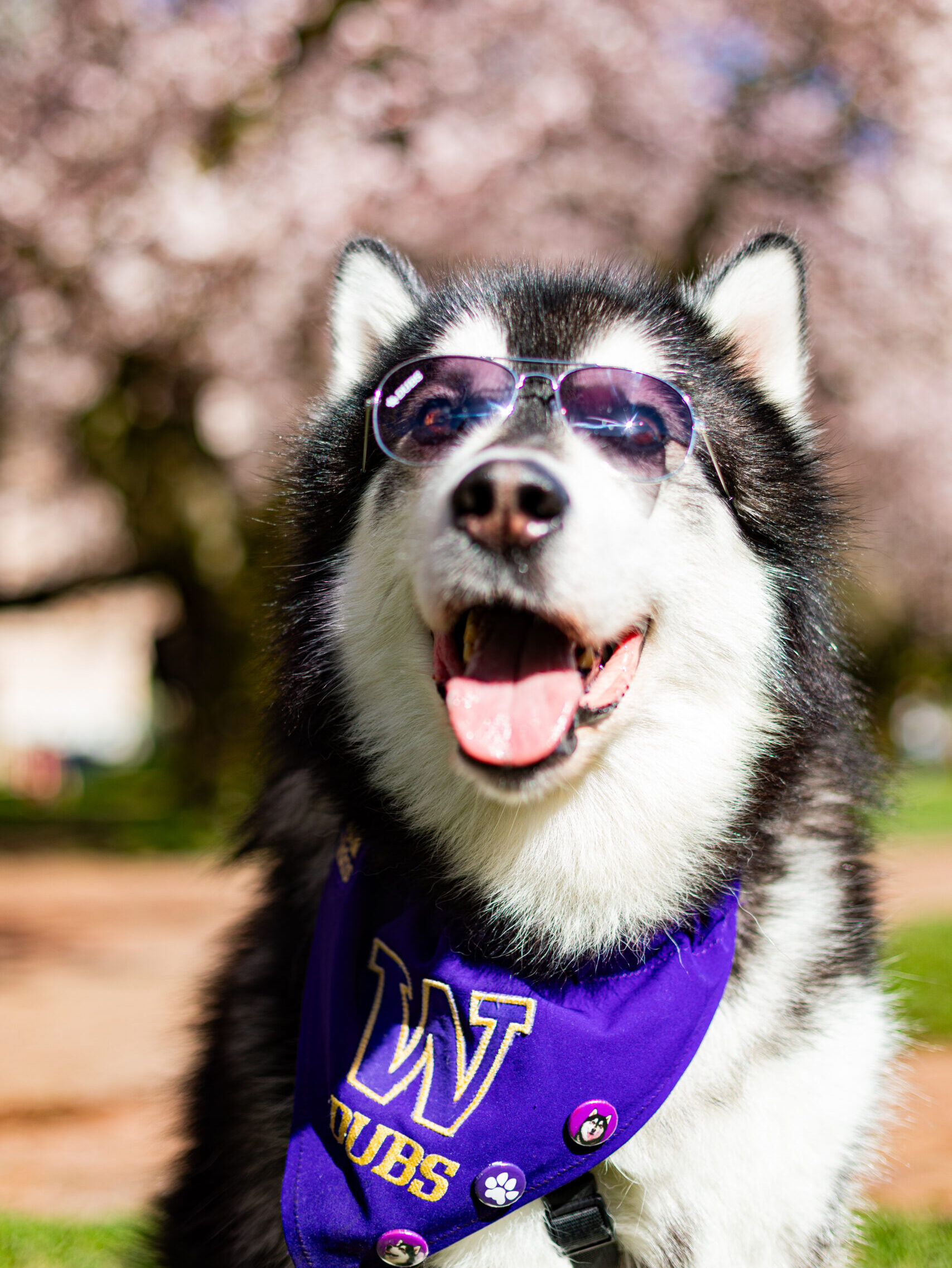 Dubs, the UW's Husky mascot, is wearing aviator sunglasses and sitting in front of a cherry blossom tree