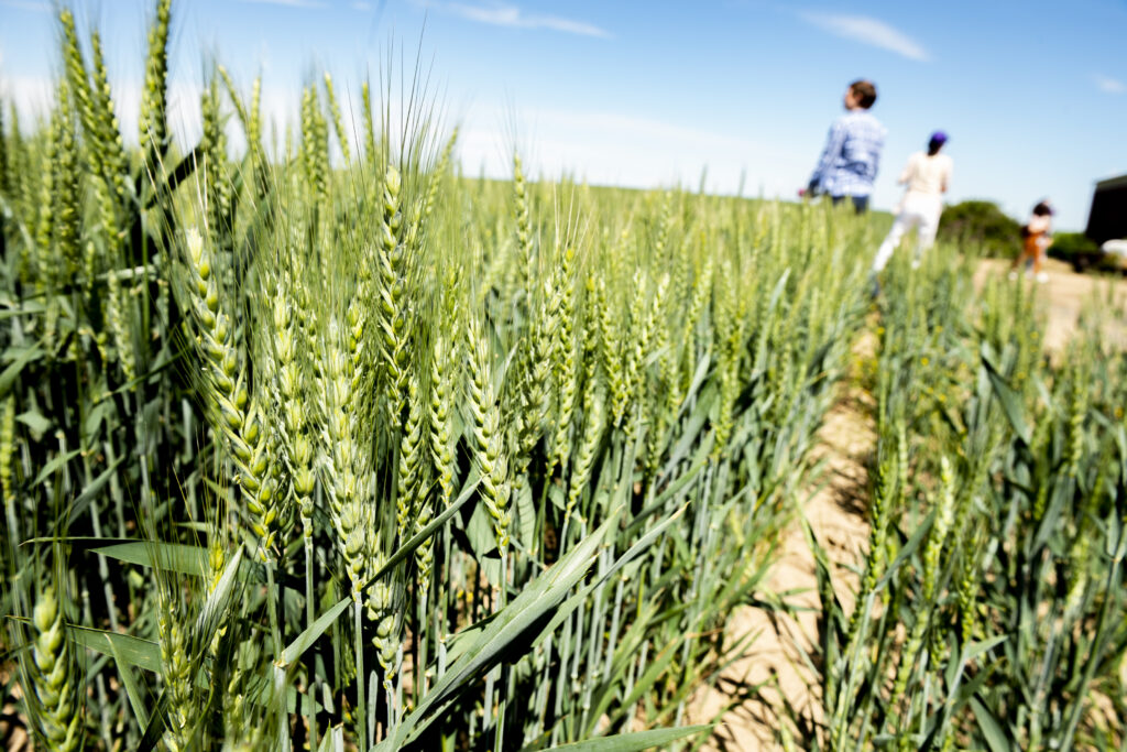 Sustainable Technology Grand Challenge: A green wheat field on a sunny day.