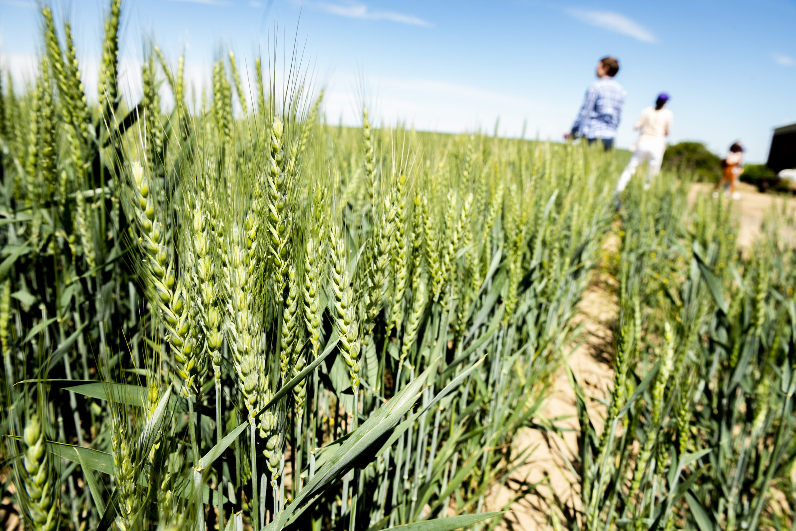 Sustainable Technology Grand Challenge: A green wheat field on a sunny day.