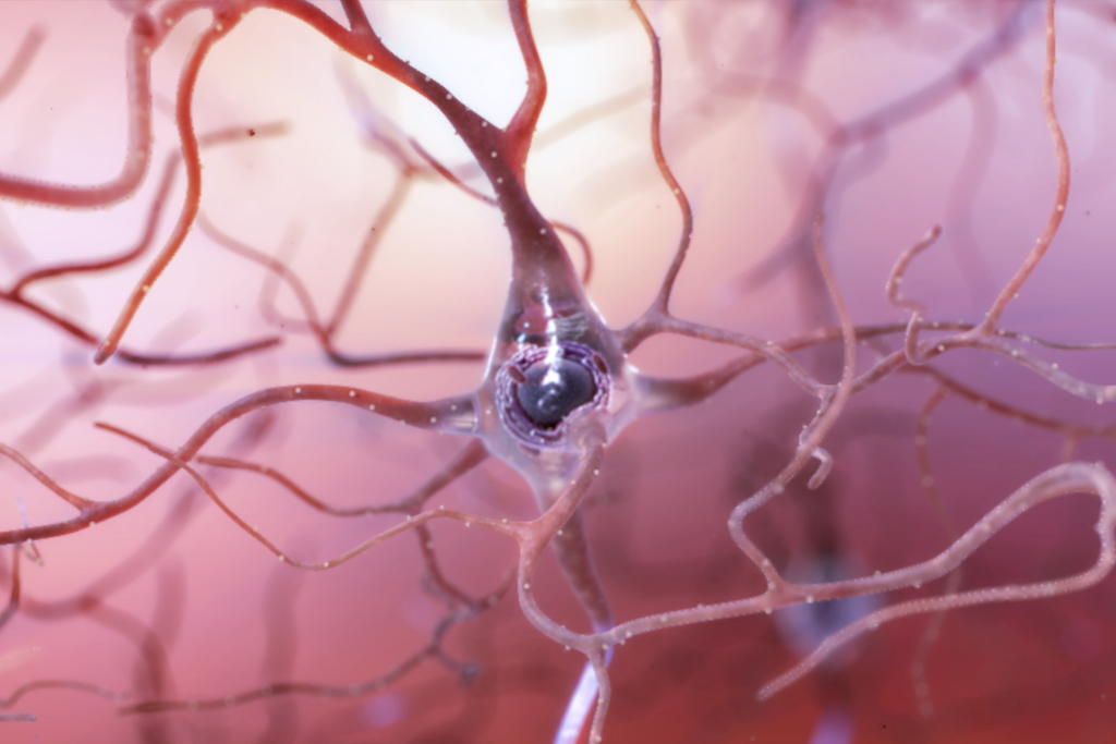 Photograph of a healthy brain neoron