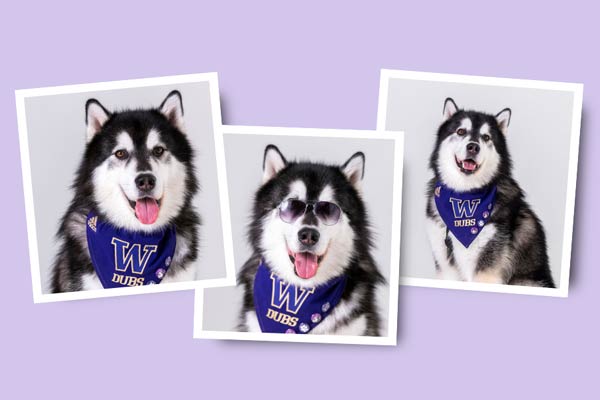 3 heashot photos of the UW live mascot, Dubs.