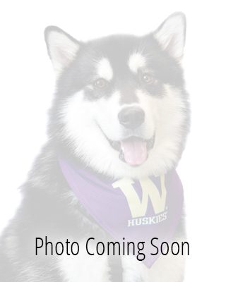 Photo coming soon placeholder featuring husky mascot, Dubs